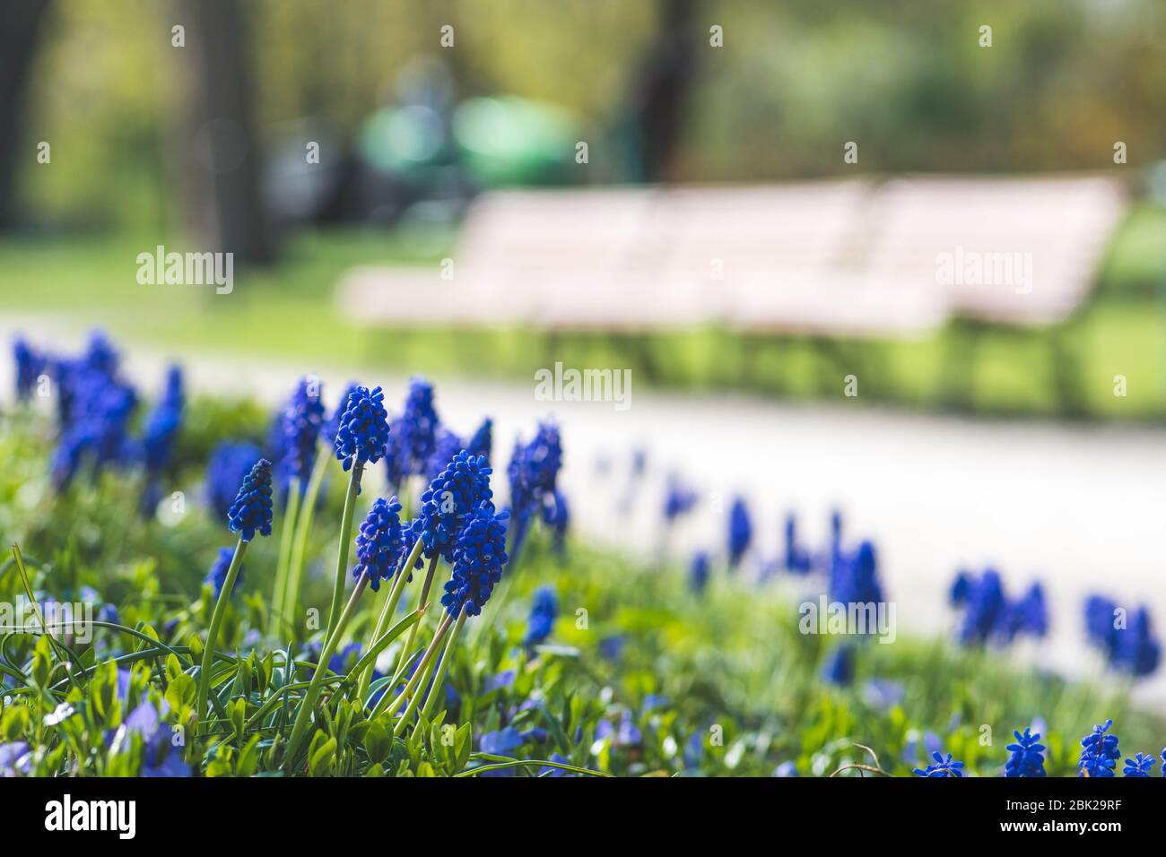 Belles fleurs bleues, jacinthe de raisin ou cloches à bleuets, fleur de muscari au printemps, plantes vivaces bulbeuses avec bancs en bois sur fond Banque D'Images