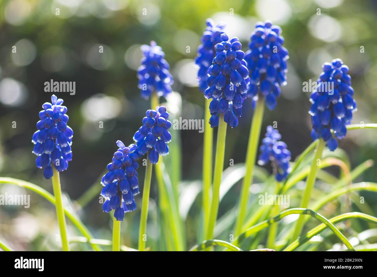 Belles fleurs, jacinthe de raisin bleu ou cloches à bleuets, fleur de muscari au printemps, plantes vivaces bulbeuses, gros plan Banque D'Images