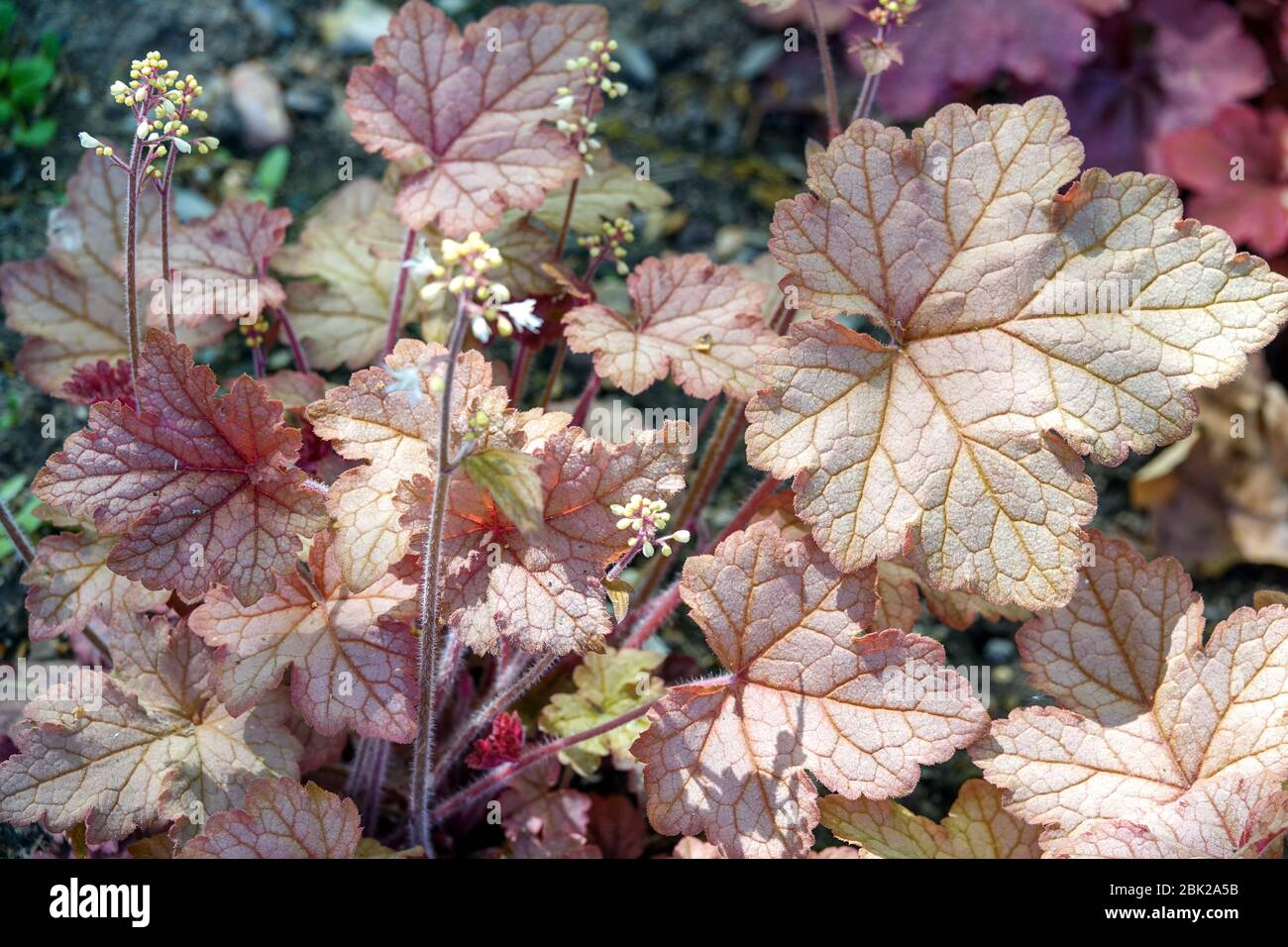 Heucherella 'Rose miel' Banque D'Images