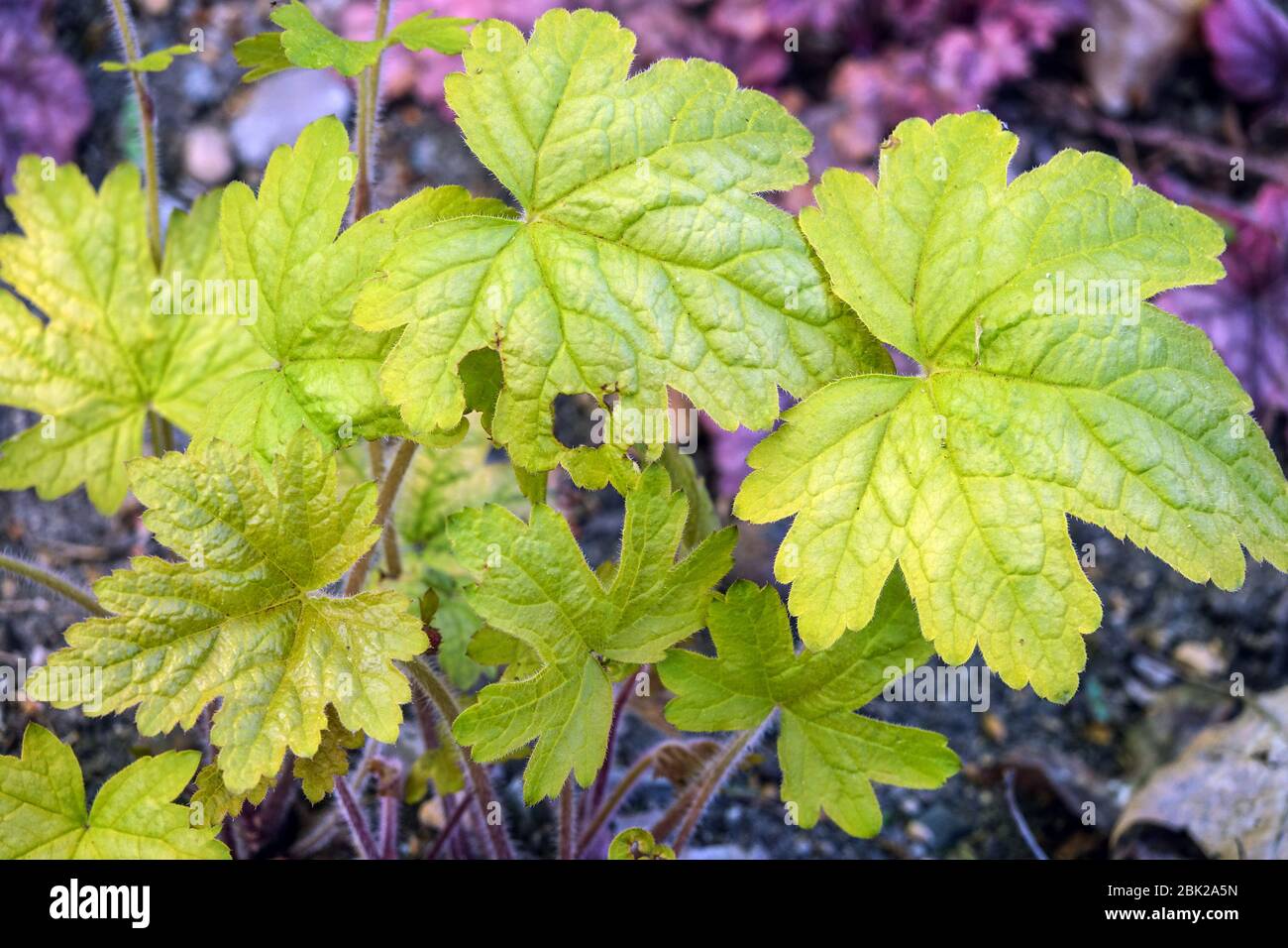 Heucherella 'Alabama Sunrise' feuilles de Heucherella Banque D'Images