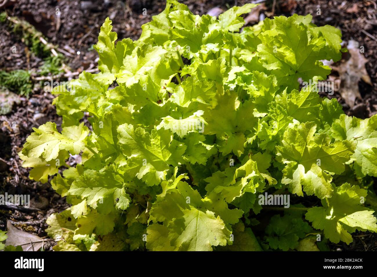 Heuchera tufté 'Lime Marmalade' Heuchera feuilles brillantes couleur vert citron vert jardin de printemps agrégat d'avril formant des cloches de corail feuillage plante Banque D'Images