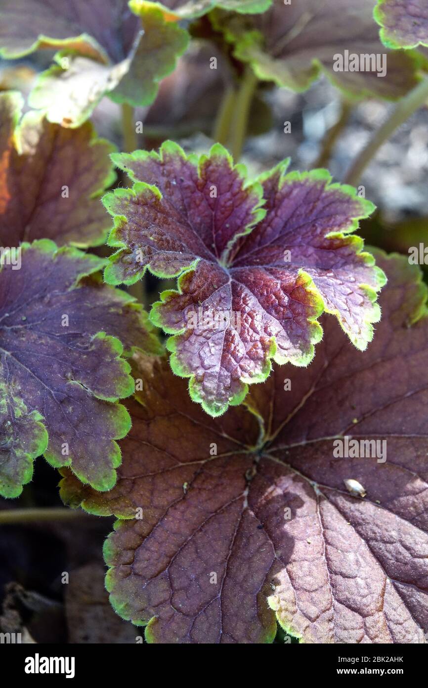 Heuchera « delta Dawn » Banque D'Images