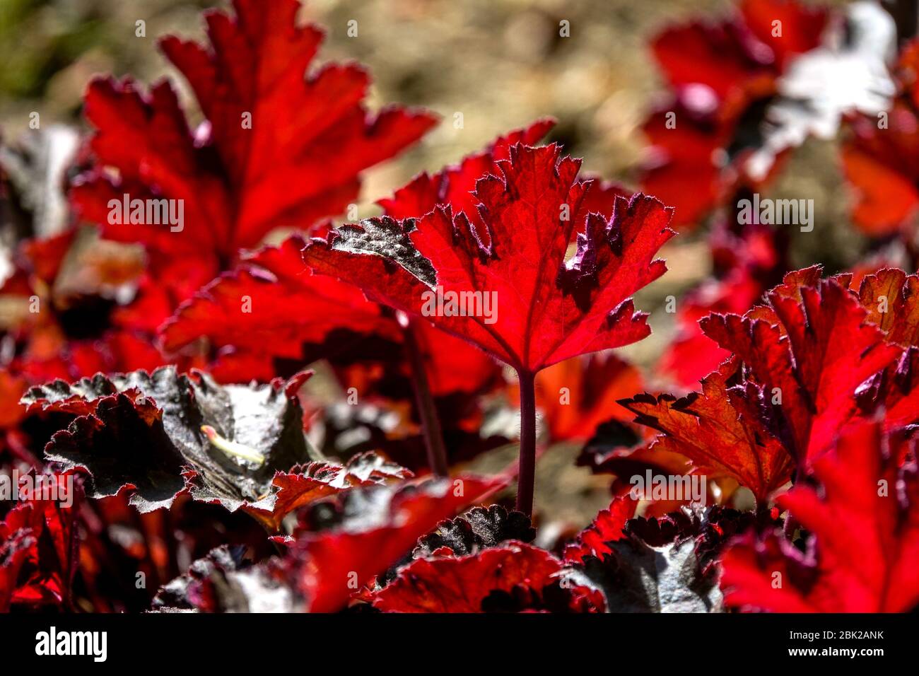 Heuchera 'Chocolate Ruffles' Backlight Red Leaves Heuchera Red Banque D'Images