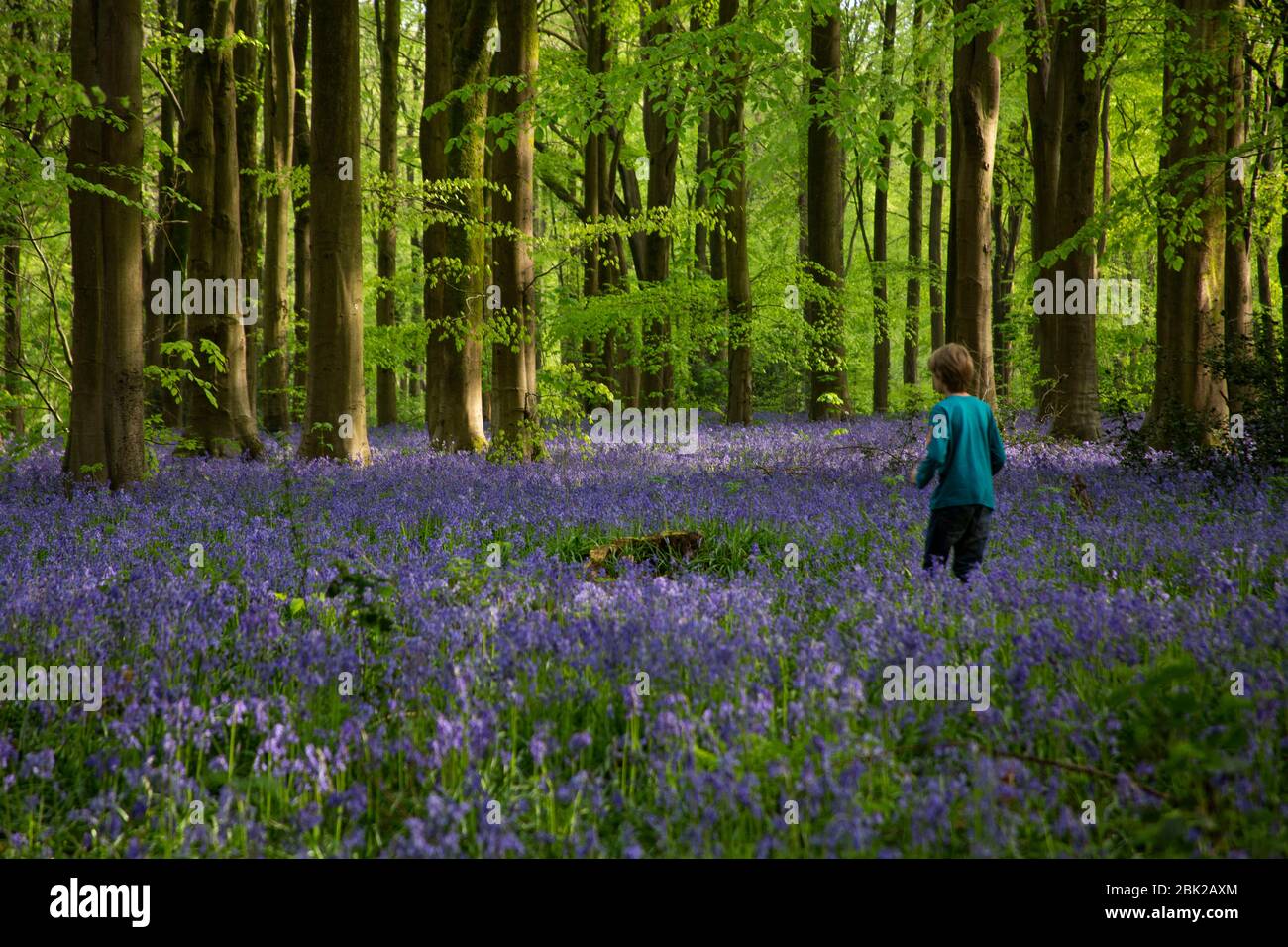 Bluebells dans les bois. Wiltshire. Fleurs de printemps 2020 Banque D'Images