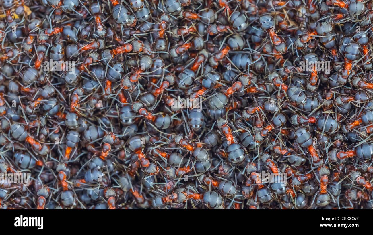 Fourmis gros plan, contexte de la colonie de fourmis de forêt rouge Banque D'Images