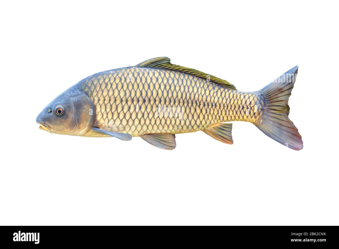 Carpe européenne ou Cyprinus carpio, une espèce de poisson d'eau douce. Isolé sur blanc Banque D'Images
