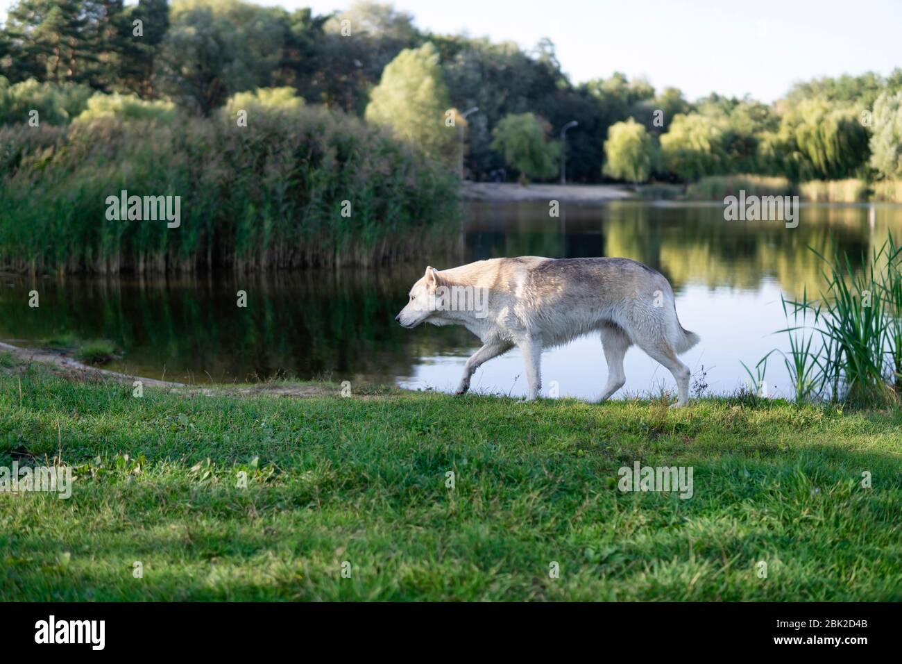 Un jeune chien semblable à un loup marche le long du lac. Arrière-plan flou Banque D'Images