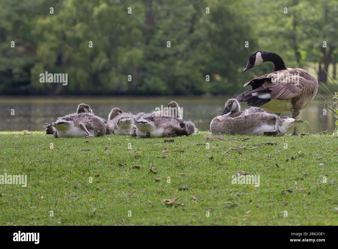 Photo d'une famille de Bernaches du Canada qui se reposent sur la rive d'un lac Banque D'Images