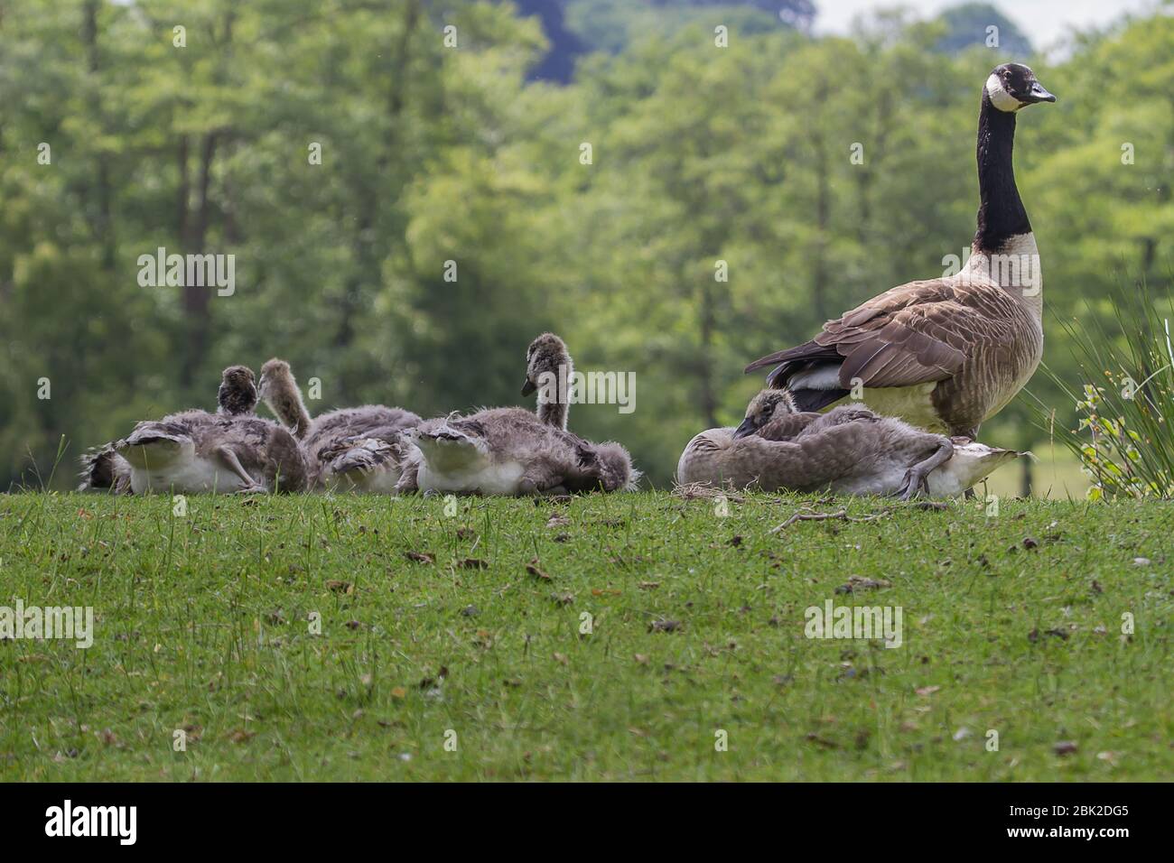 Photo d'une famille de Bernaches du Canada qui se reposent sur la rive d'un lac Banque D'Images