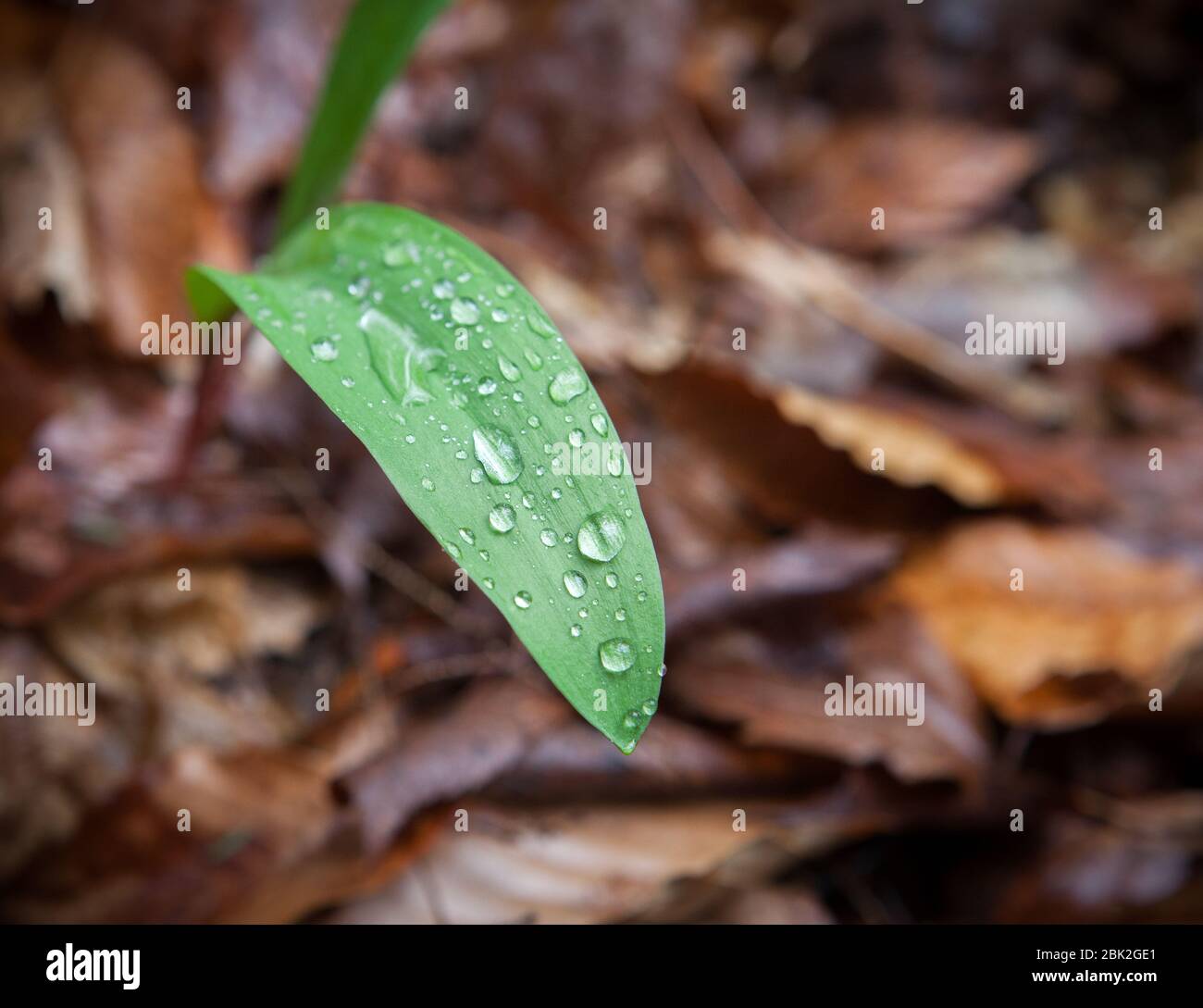Des perles d'eau se trouvent sur la feuille d'une plante de phoque de Salomon (Polygonatum), sur le fond de la forêt, avec des feuilles mortes mouillées en arrière-plan, à Ithaca, NY, USA Banque D'Images