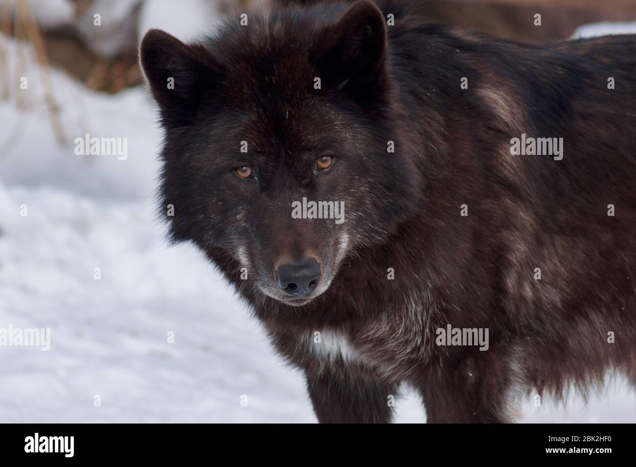 Le loup noir canadien regarde la caméra. Animaux dans la faune. Jour d'hiver. Banque D'Images