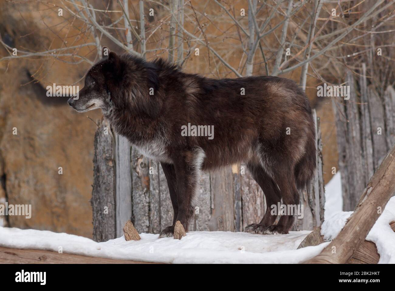 Le loup noir canadien sauvage est à la recherche de sa nouvelle victime dans la forêt d'hiver. Animaux dans la faune. Banque D'Images