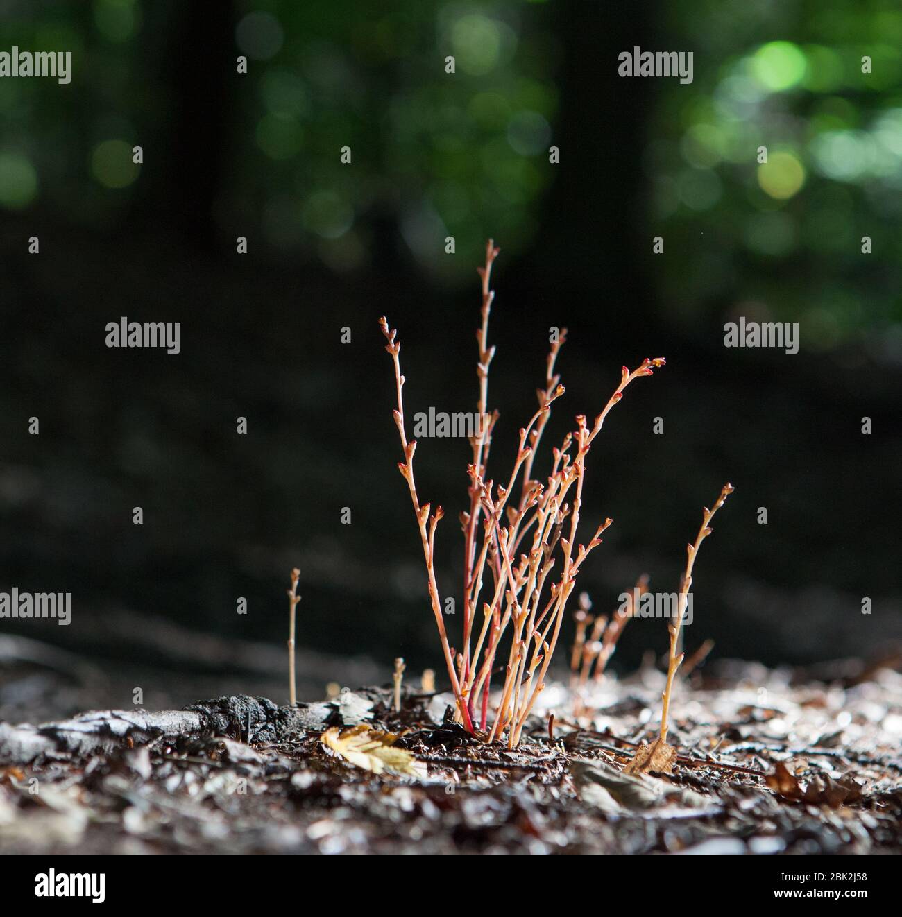 Beechdrops (Epifagus virginiana), une plante parasite, pousse à partir des racines d'un hêtre dans la forêt d'État de Hammond Hill, à Dryden, NY, États-Unis Banque D'Images