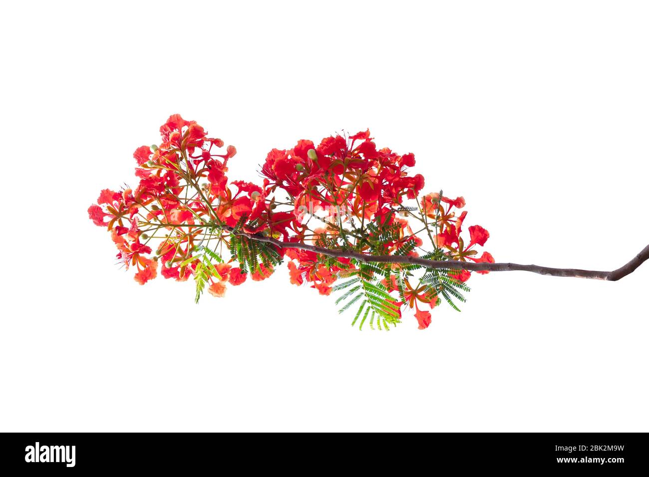 Royal Poinciana fleur , fleur rouge isolé sur fond blanc Banque D'Images