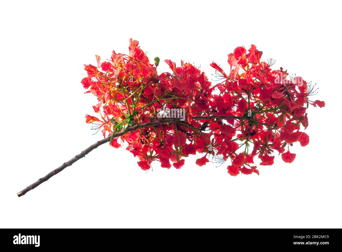 Royal Poinciana fleur , fleur rouge isolé sur fond blanc Banque D'Images