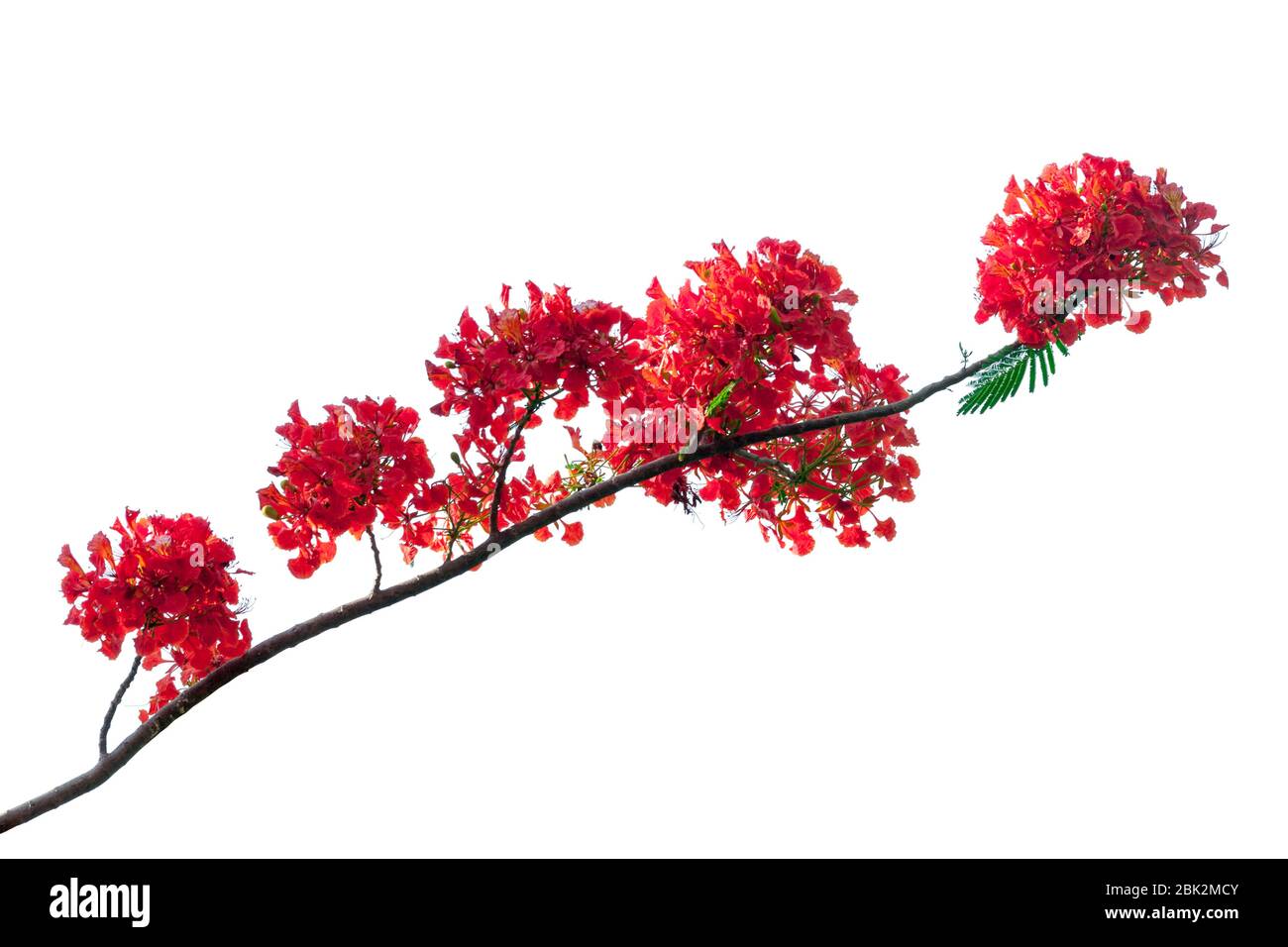 Royal Poinciana fleur , fleur rouge isolé sur fond blanc Banque D'Images