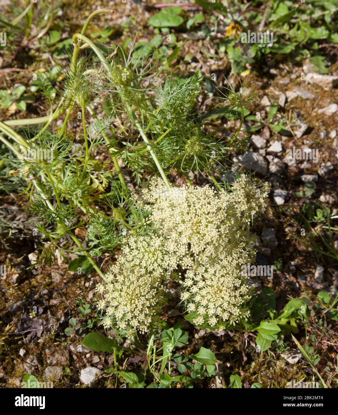 Carotte sauvage, Daucus carota Banque D'Images