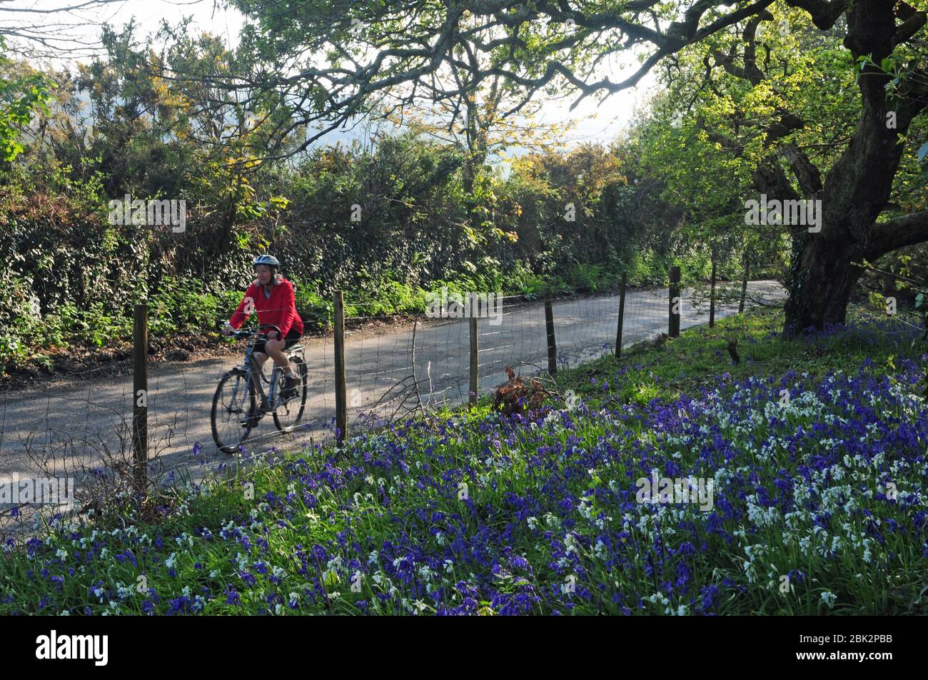 Cycliste sur une voie de Spring Cornish avec un bord de cloches et de poireaux à trois corned Banque D'Images