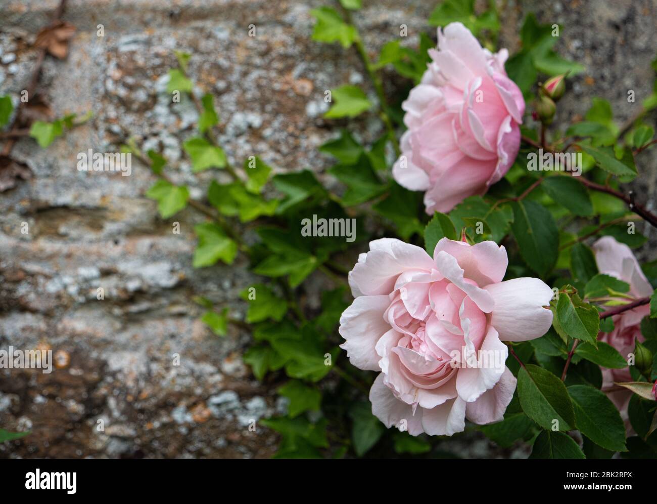 Rose Old English Rose installé contre un mur de pierre Banque D'Images