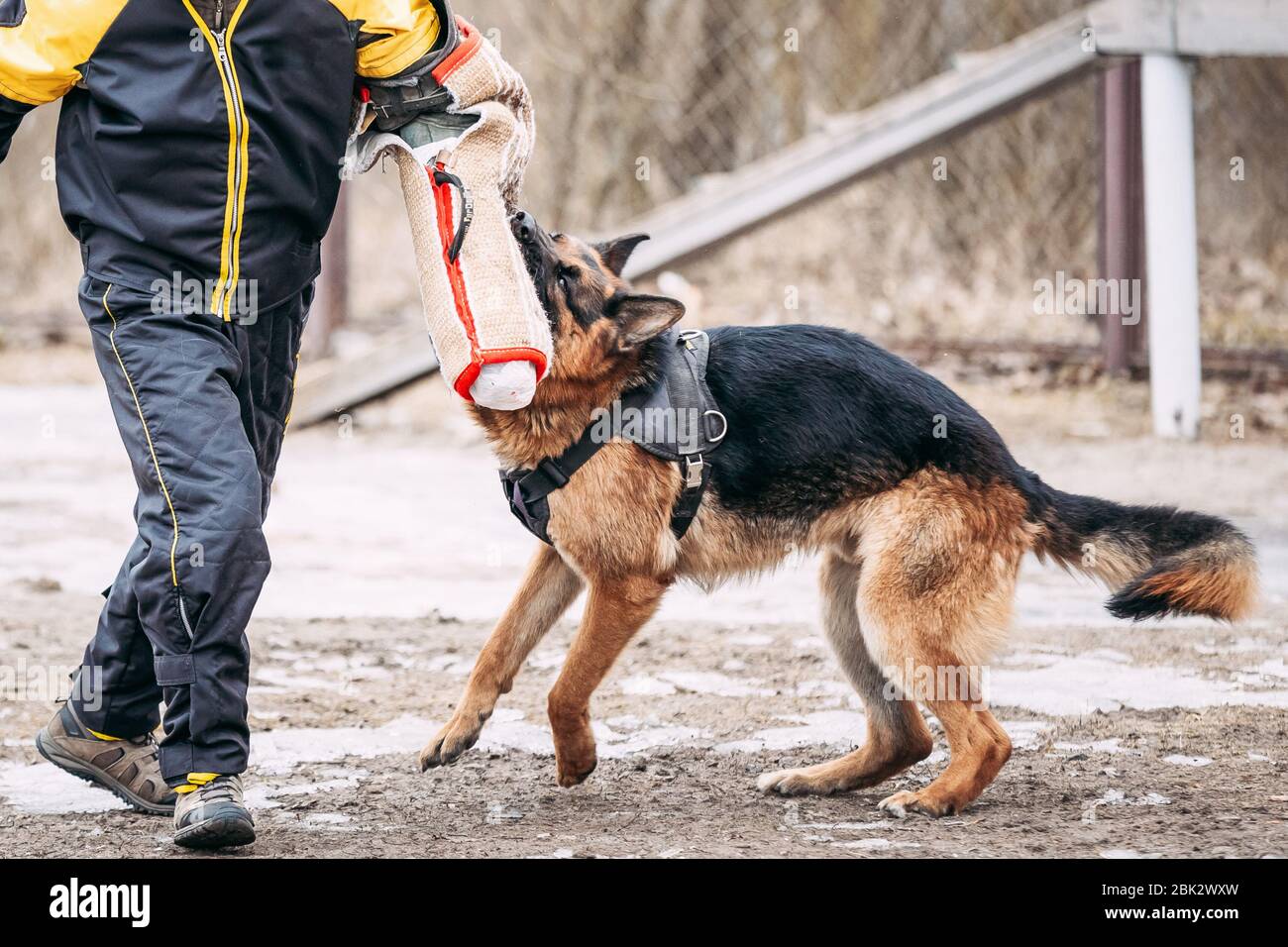 Formation de chien de berger allemand. Chien de mordre. Chien Loup d'Alsace. Deutscher, chien Banque D'Images