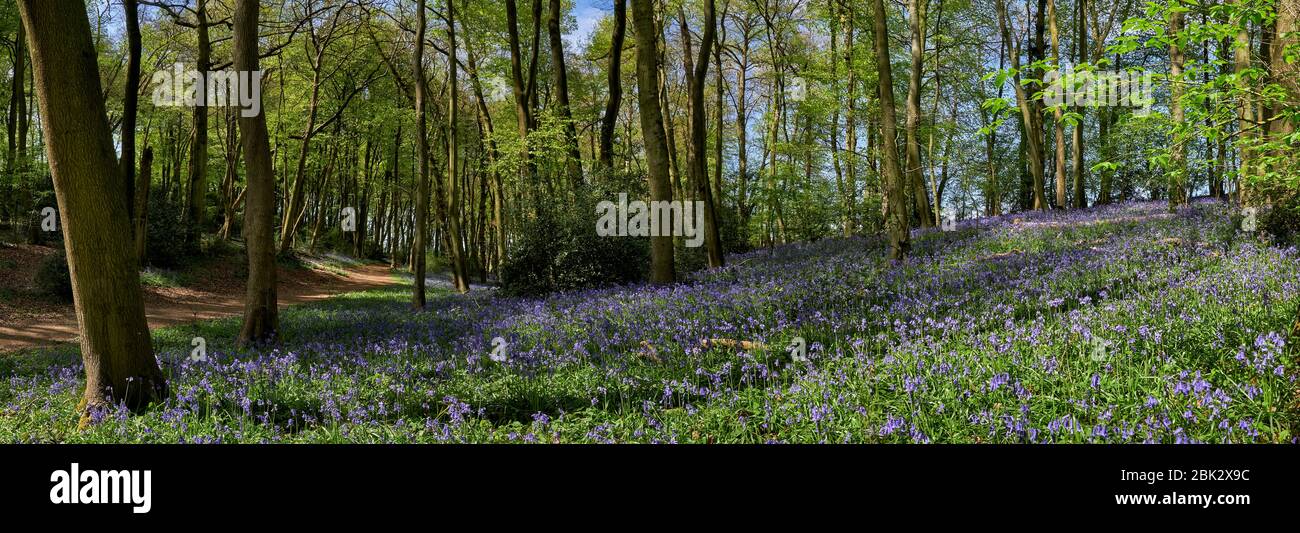 Vue panoramique sur les bois montrant un sentier pédestre et des cloches fleuries au printemps dans les collines Chiltern, en Angleterre Banque D'Images