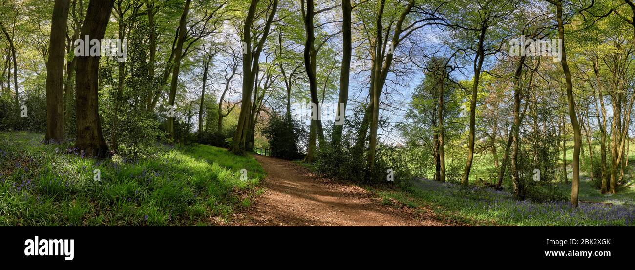 Vue panoramique sur les bois montrant un sentier menant à un stile et des cloches fleuries au printemps dans les collines de Chiltern, Angleterre Banque D'Images