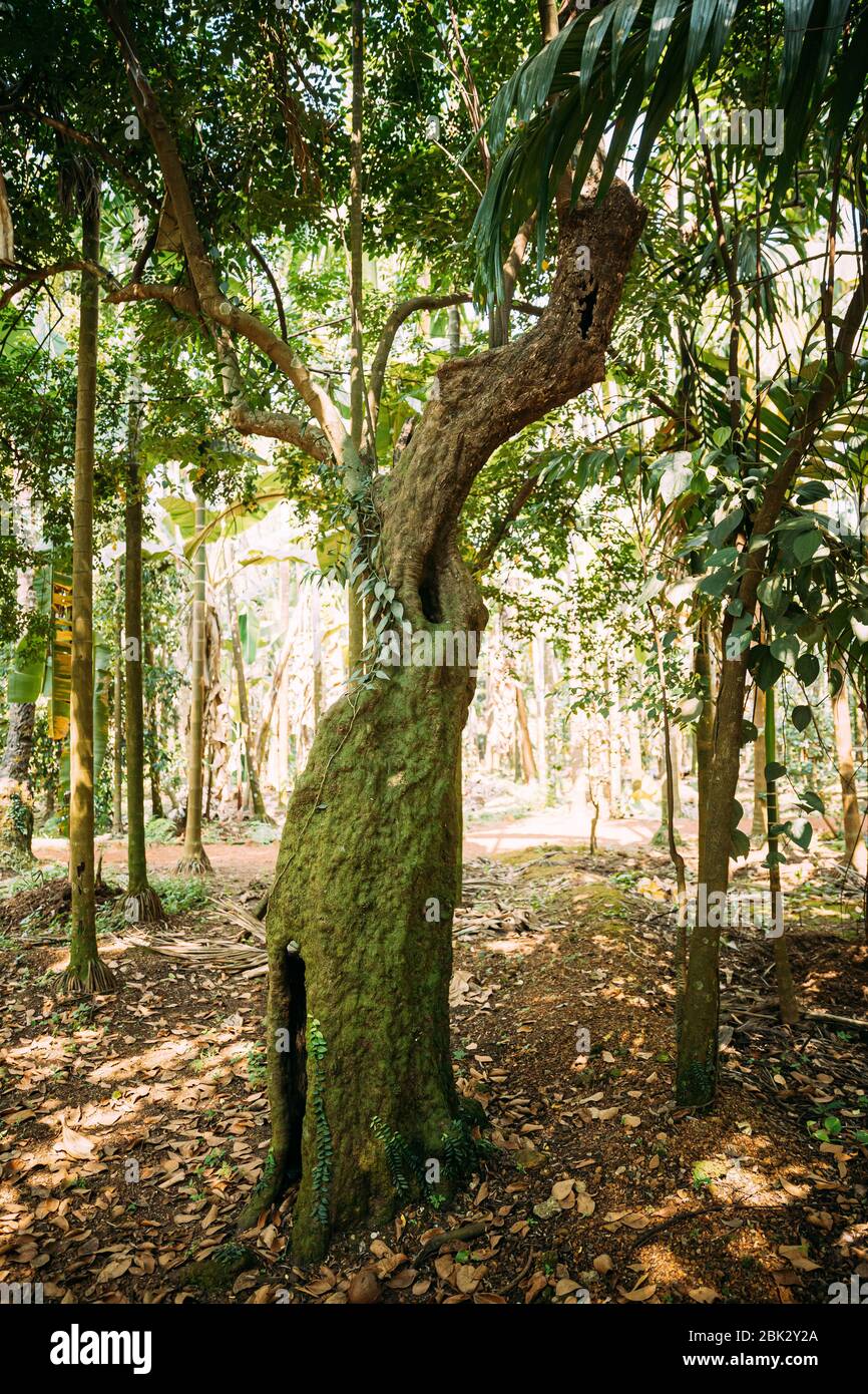 Goa, Inde. Vieux arbre Carambola ou fruit d'étoile. Birambi est le fruit d'Averrhoa Carambola, une espèce d'arbre indigène à l'Asie tropicale du Sud-est. Banque D'Images