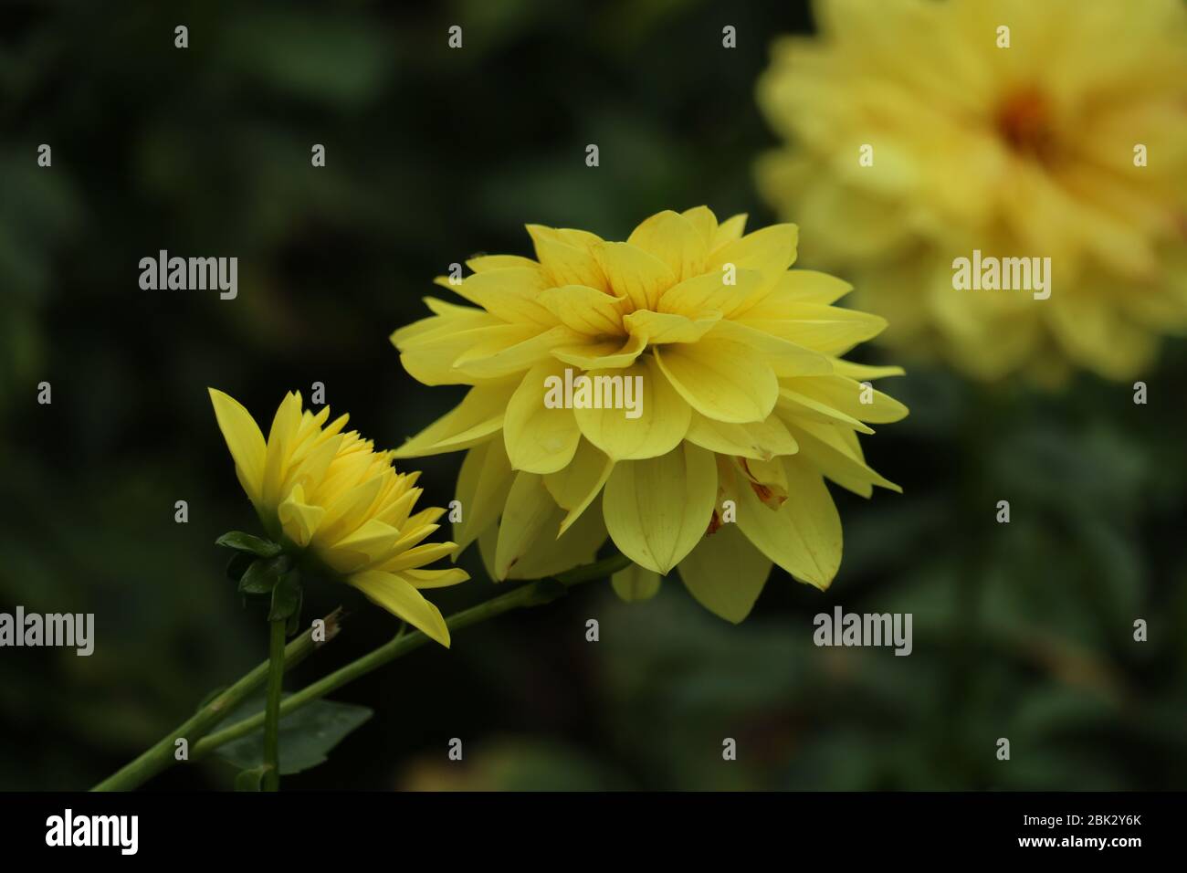 Fleurs jaunes en fleur d'automne, Cheshire, Royaume-Uni Banque D'Images