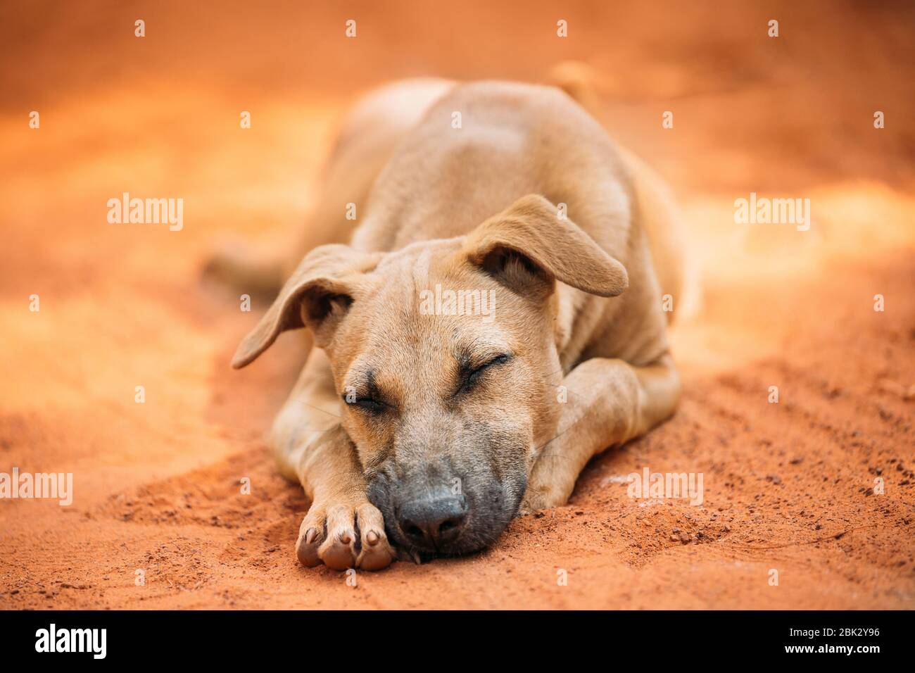 Chien sans abri rouge à race mixte se reposant dormant en plein air sur le sable d'Orange. Banque D'Images