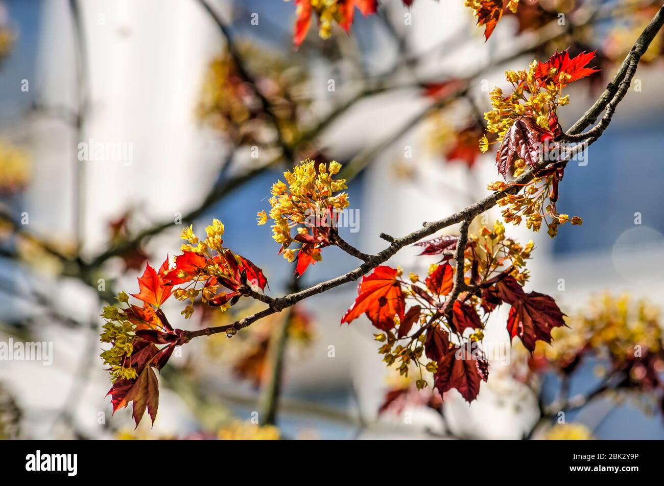 Jeunes feuilles et fleurs jaunes d'un Acer au printemps dans un cadre urbain avec une façade blanche floue en arrière-plan Banque D'Images