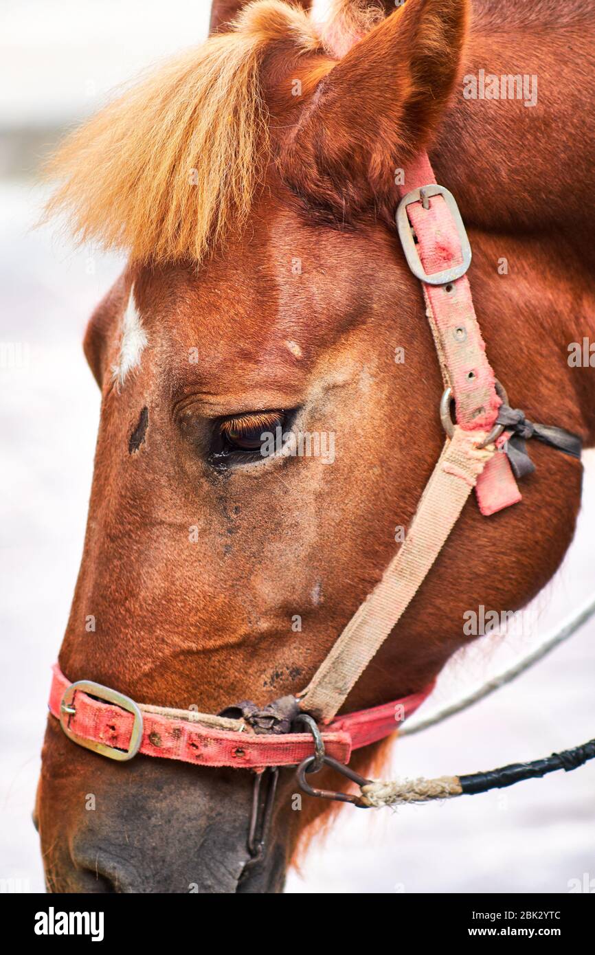 Portrait étroit d'un beau cheval de châtaignier avec brides et réins Banque D'Images
