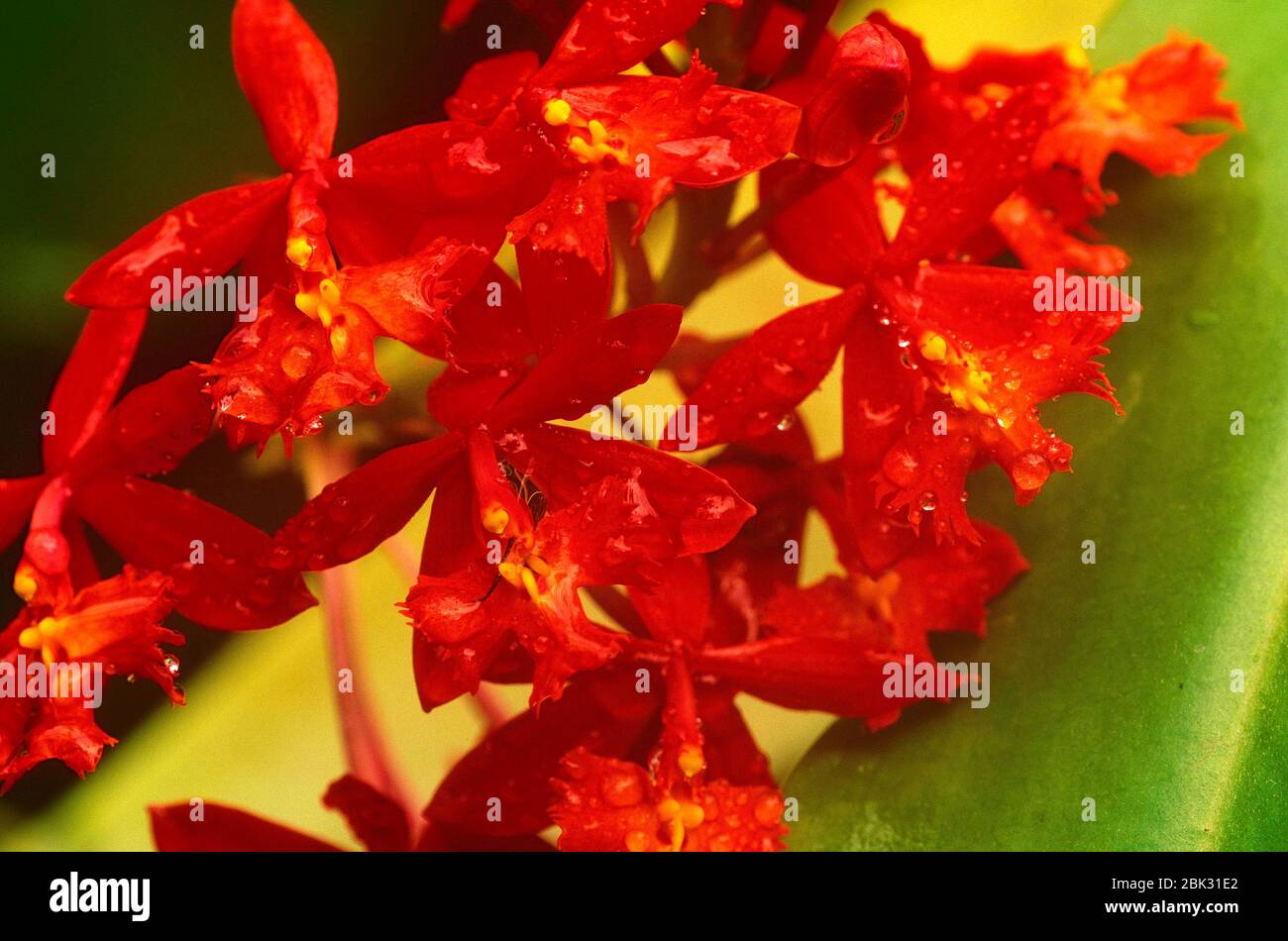 Orchidée étoile de feu Banque de photographies et d'images à haute  résolution - Alamy