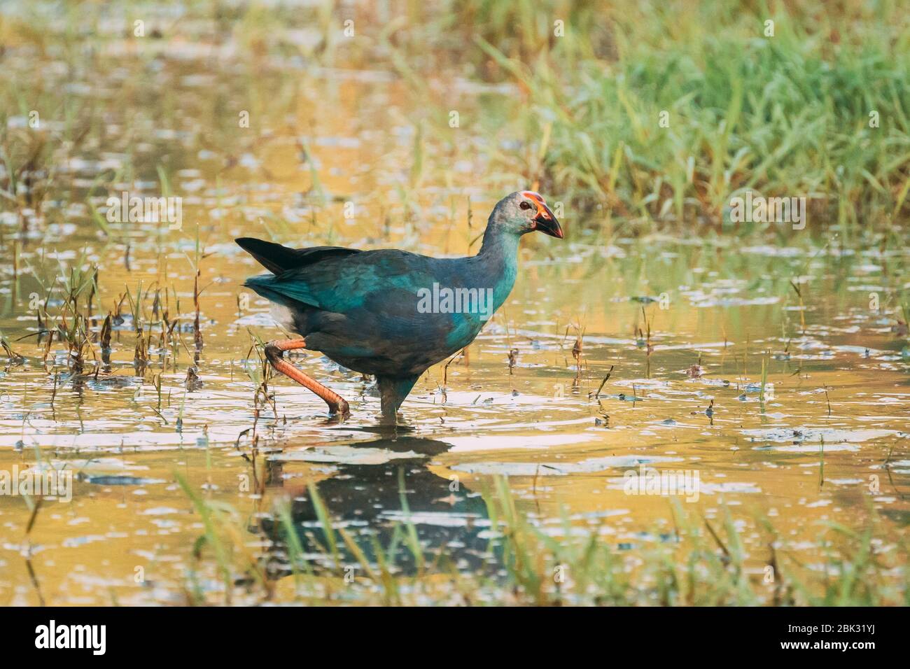 Goa, Inde. Oiseau de marais à tête grise le matin à la recherche de nourriture à Swamp. Porphyrio Poliocephalus. Banque D'Images