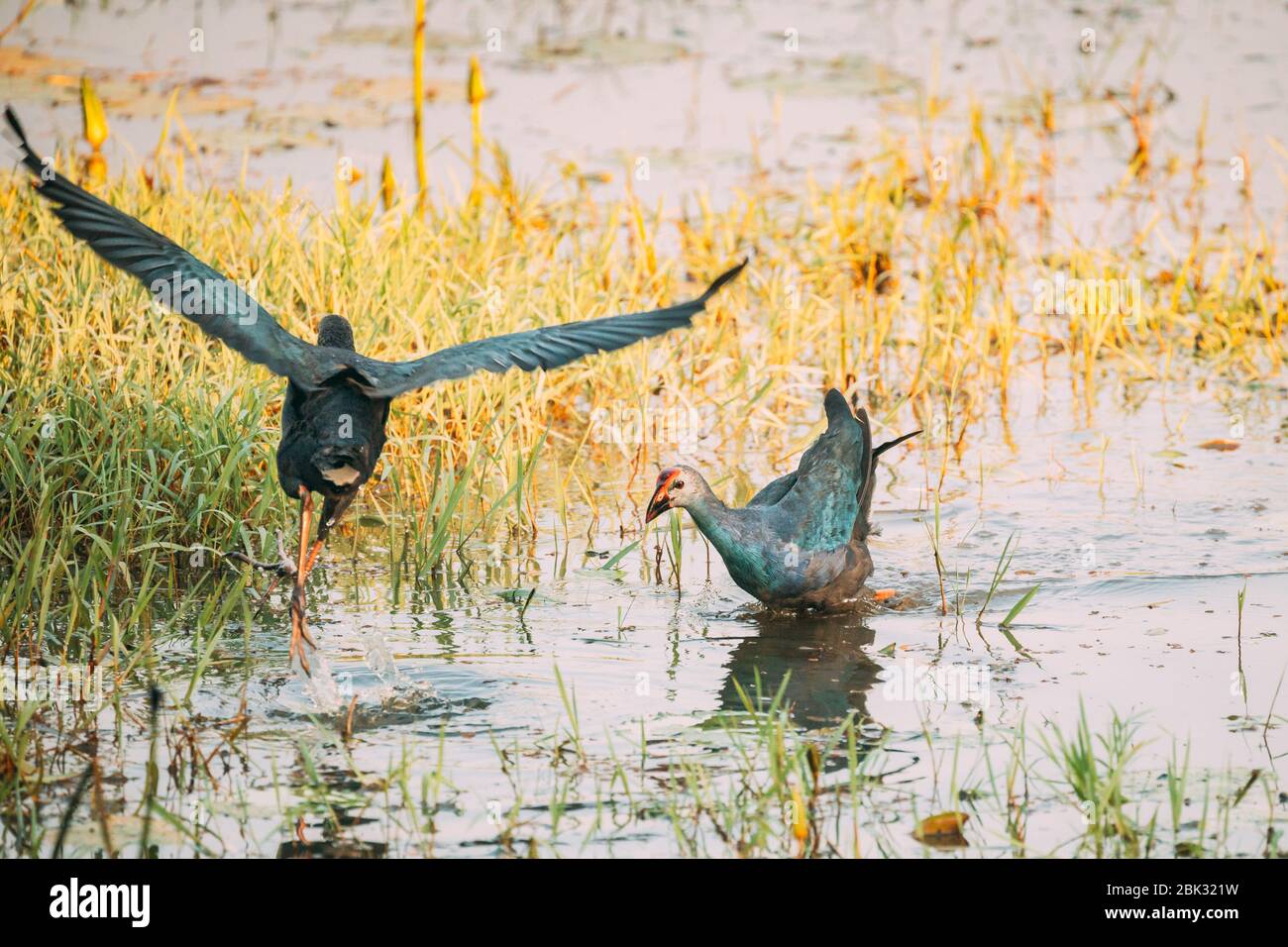 Goa, Inde. Oiseaux de marais à tête grise le matin à la recherche de nourriture à Swamp. Porphyrio Poliocephalus. Banque D'Images