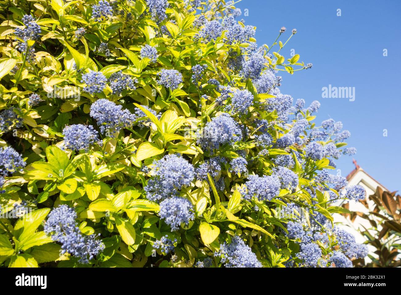 Ceanothus Bleu ou californien Lilac Banque D'Images