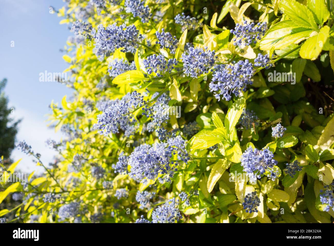 Ceanothus Bleu ou californien Lilac Banque D'Images