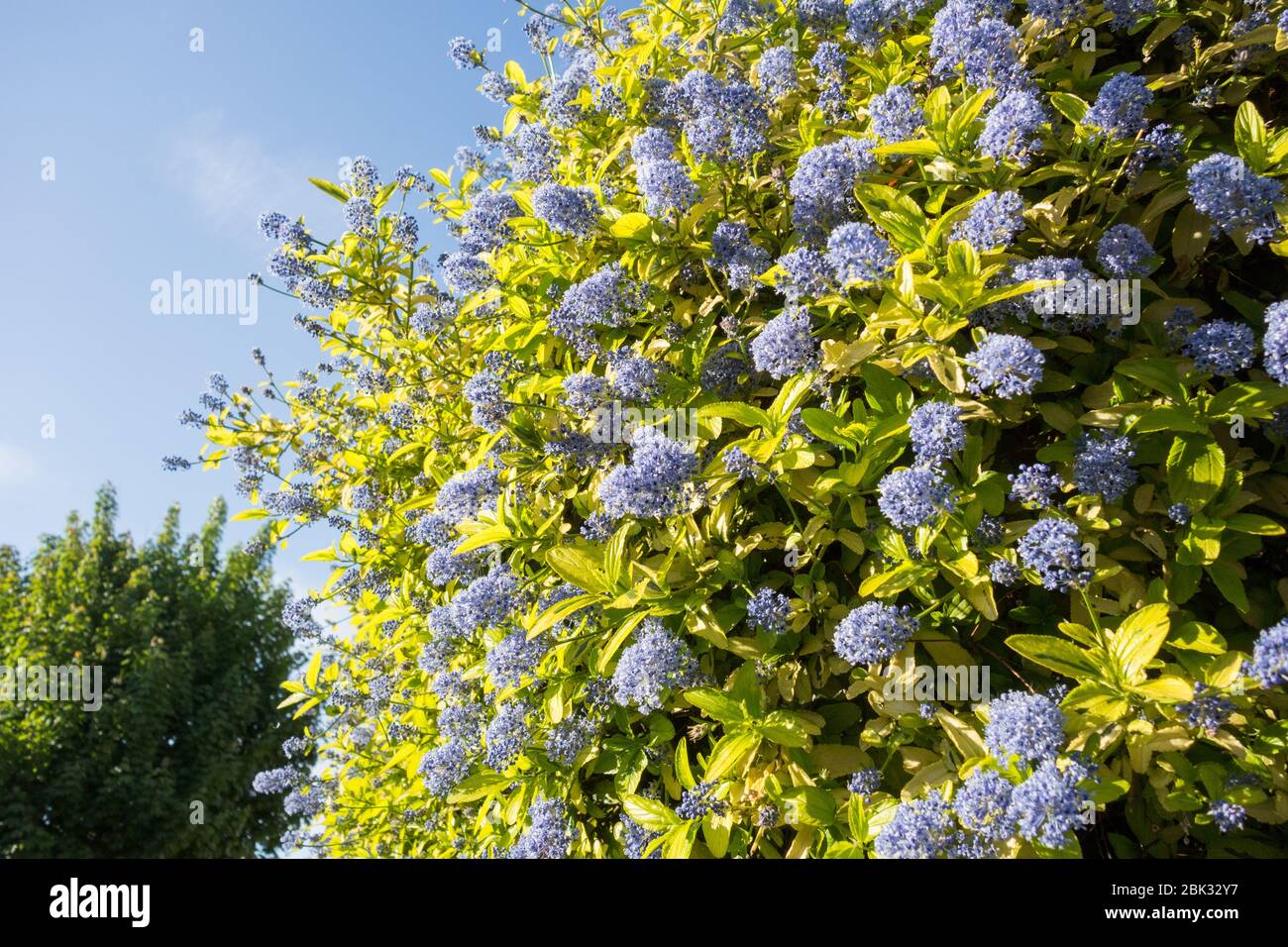 Ceanothus Bleu ou californien Lilac Banque D'Images