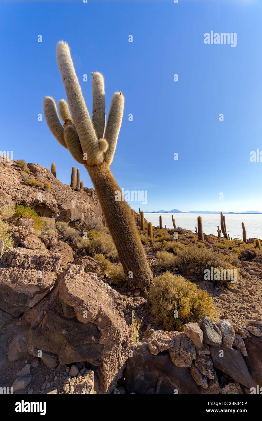 Île d'Incahuasi (île de Cactus) située sur Salar de Uyuni, la plus grande surface de sel au monde, en Bolivie Banque D'Images