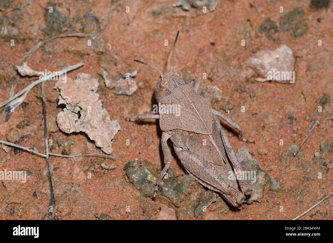 Grasshopper à ailes orange, Pardalophora phoenicoptera, nymphe Banque D'Images