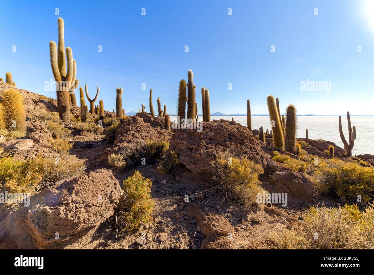 Île d'Incahuasi (île de Cactus) située sur Salar de Uyuni, la plus grande surface de sel au monde, en Bolivie Banque D'Images