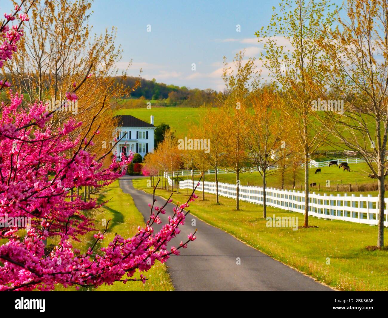 Redbud sur ferme près de Middlebrook, dans la vallée de Shenandoah, en Virginie, USA Banque D'Images