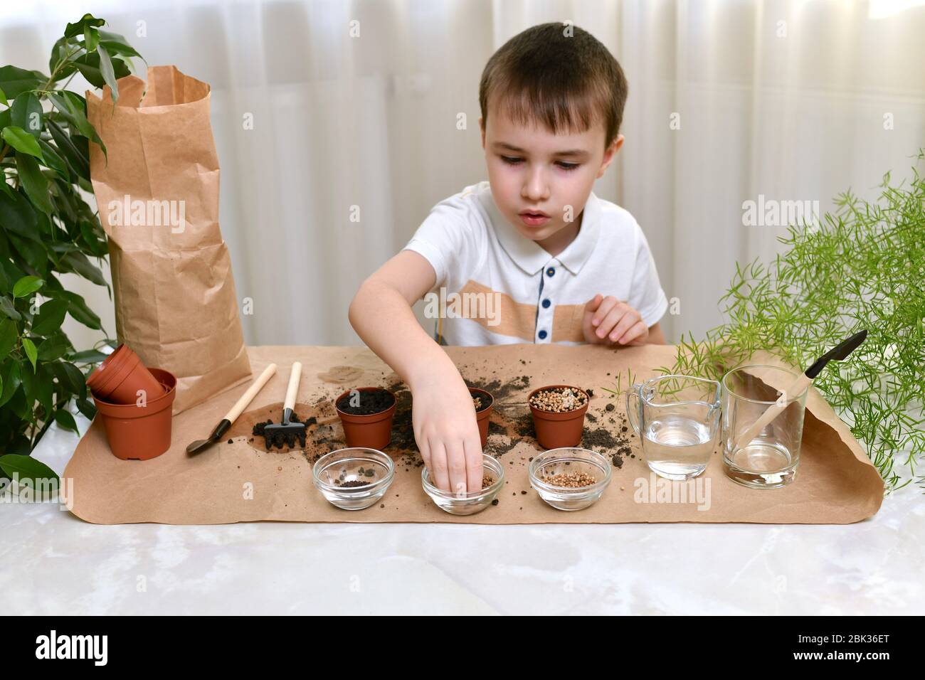 L'enfant est occupé à planter des graines de micro-verts dans de petits pots. Le garçon prend les betteraves d'une tasse transparente. Banque D'Images