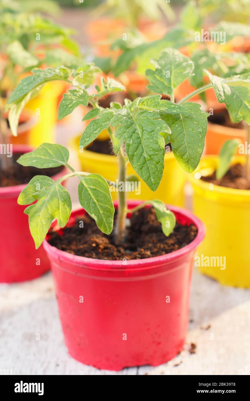 Solanum lycopersicum. Jeunes plants de tomates, maison cultivée à partir de graines, dans des pots en plastique réutilisés au printemps. ROYAUME-UNI Banque D'Images