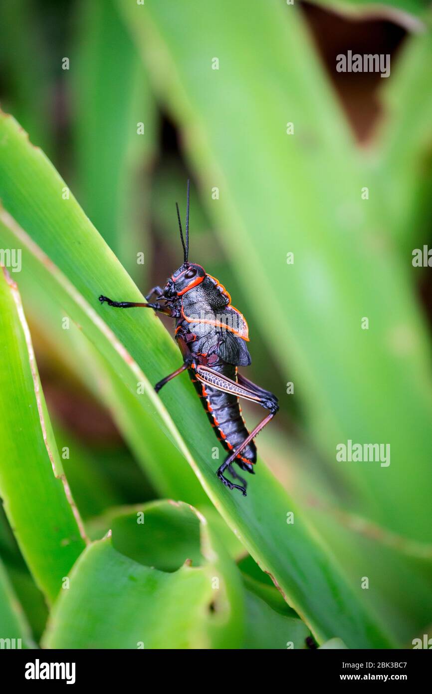 Lubber Grasshopper (Romalea guttata) dans le parc national de Tortuguero, Costa Rica Banque D'Images