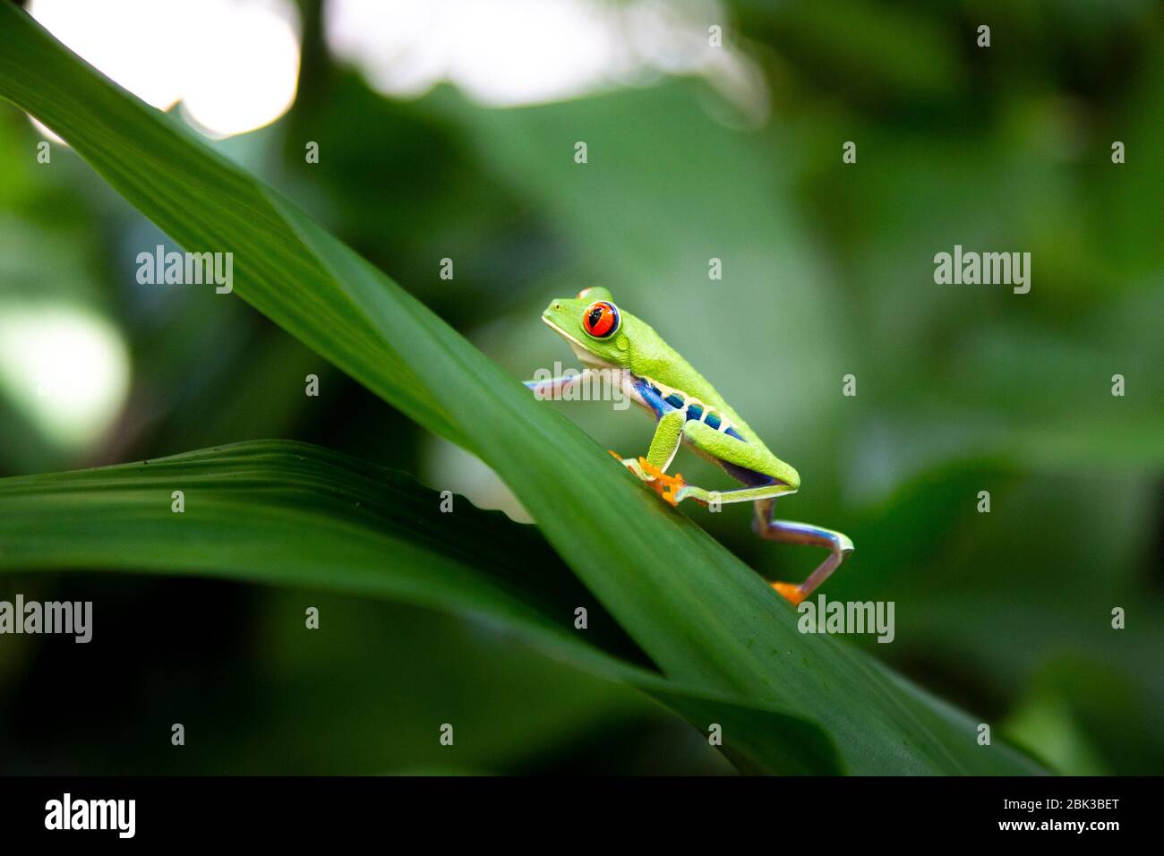 Grenouille d'arbre à yeux rouges (Agalychnis callidryas) marchant le long d'une feuille dans le parc national de Tortuguero, Costa Rica Banque D'Images