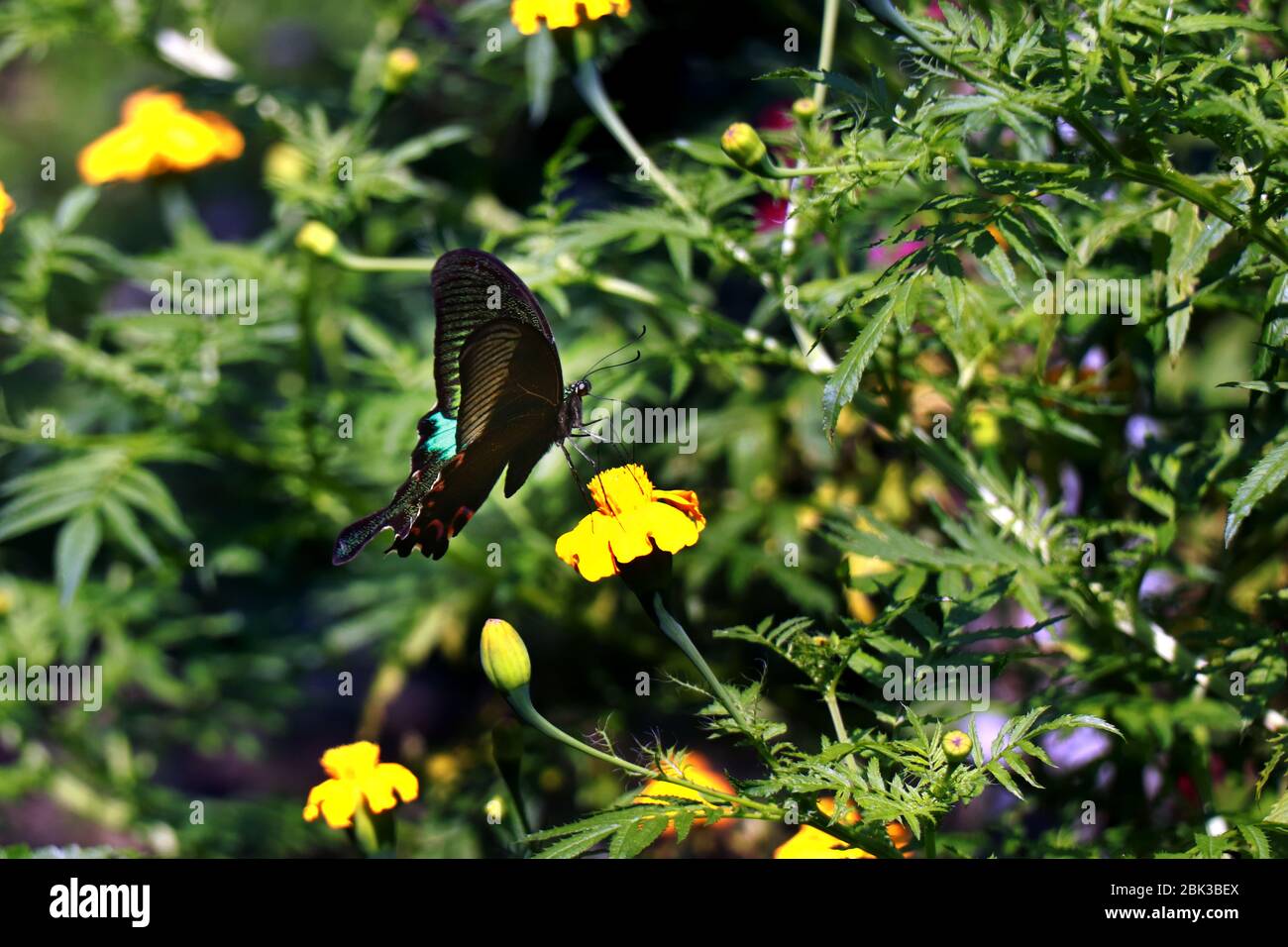 Papillon peint sur une fleur. Papillon dans le jardin. Banque D'Images