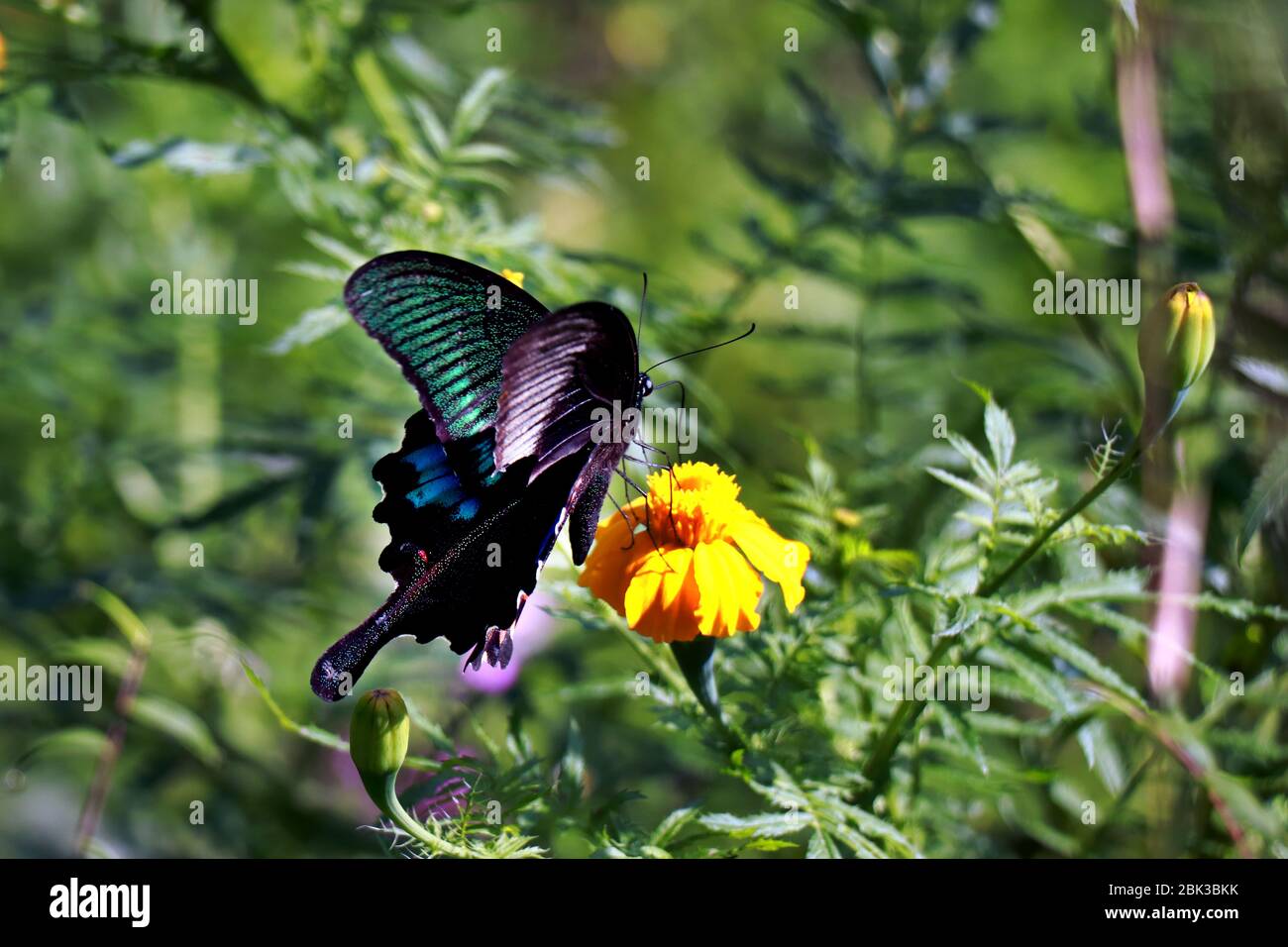Papillon peint sur une fleur. Papillon dans le jardin. Banque D'Images