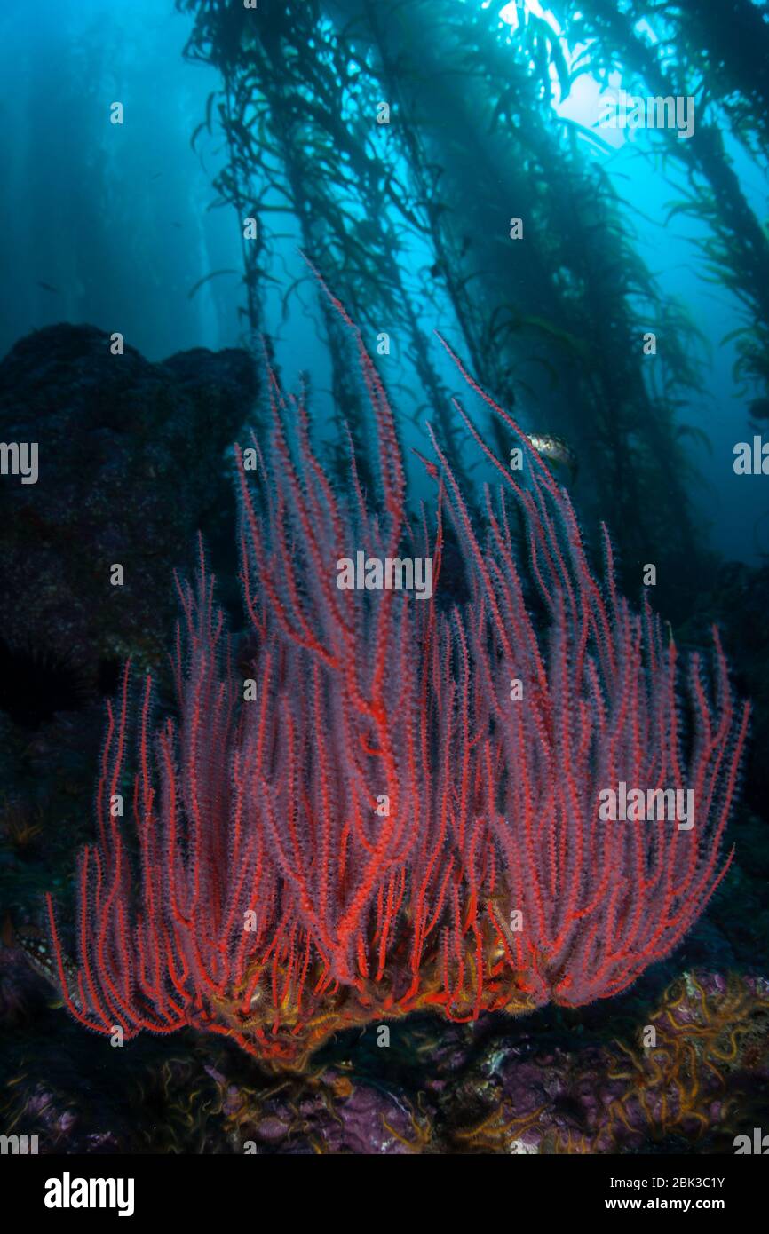 Le varech géant, Macrocystis pyrifera, ainsi que les coraux d'eau froide, poussent le long de la côte californienne. Les forêts de varech soutiennent une biodiversité marine élevée. Banque D'Images