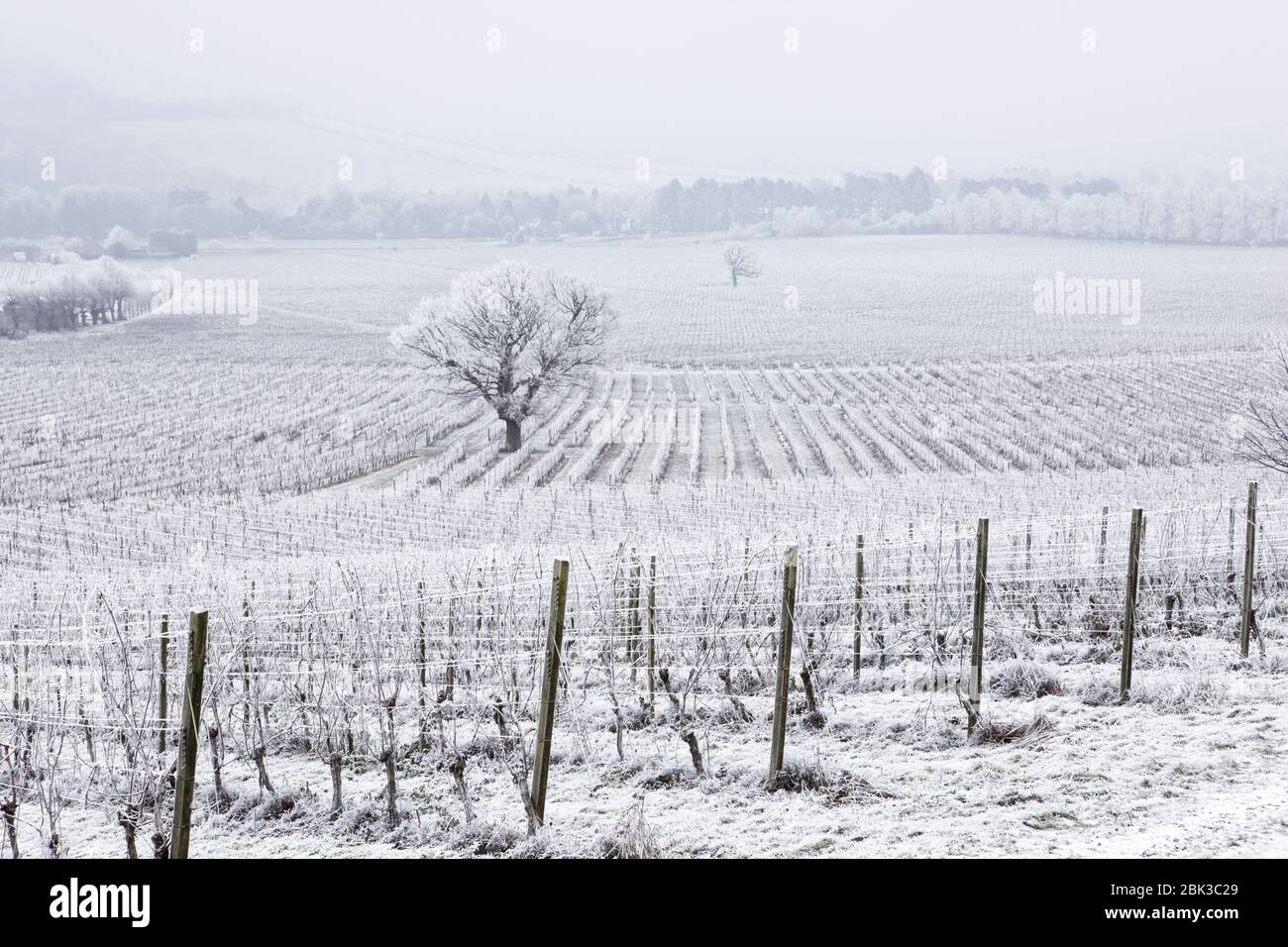 Denbies Wine Estate situé dans les belles collines de Surrey. Un givre de houar rare couvre toute la zone avec un revêtement de glace. Banque D'Images