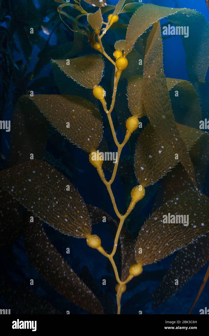 Le varech géant, Macrocystis pyrifera, pousse dans les eaux froides de l'est du Pacifique, le long de la côte californienne. Les forêts de varech soutiennent une biodiversité marine élevée. Banque D'Images